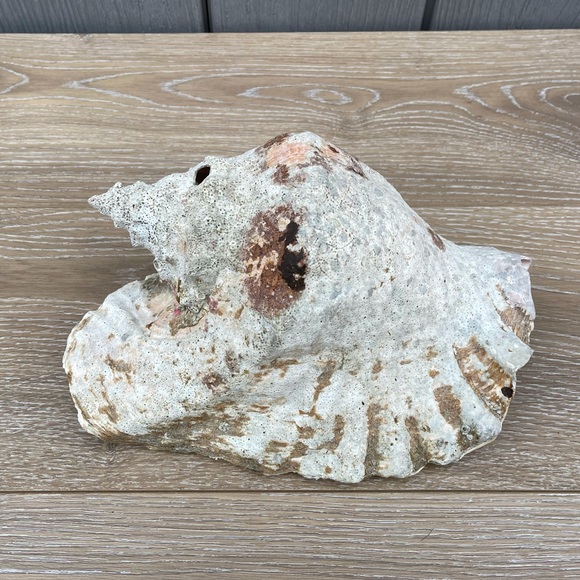 Large Conch Seashell - Picture 3 of 11
